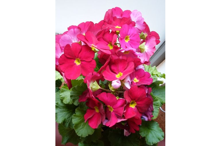 鉢植えの満開のピンク色の花(たぶんベゴニア)