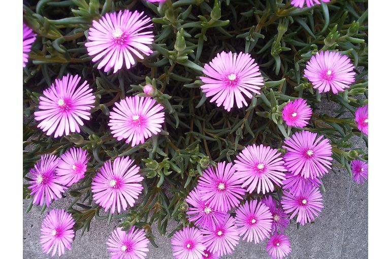 濃いピンク色の花