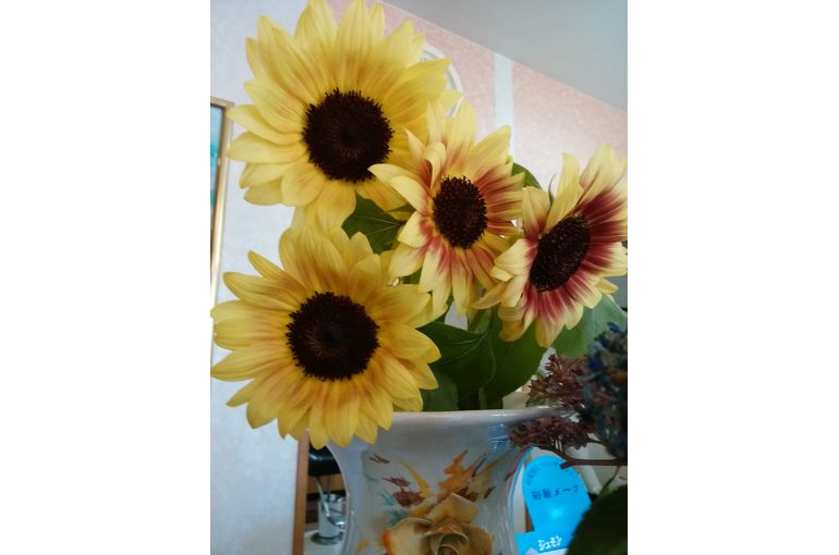 花瓶に生けた向日葵
