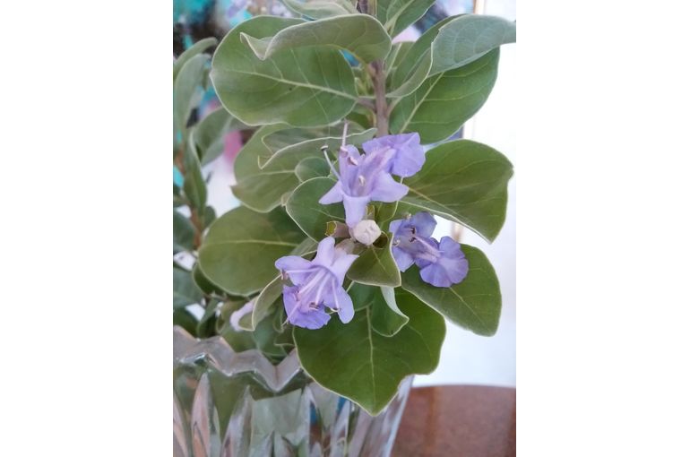 花瓶の中の 小さな薄紫色の花