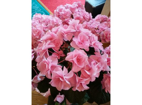 濃いピンクのアジサイの花