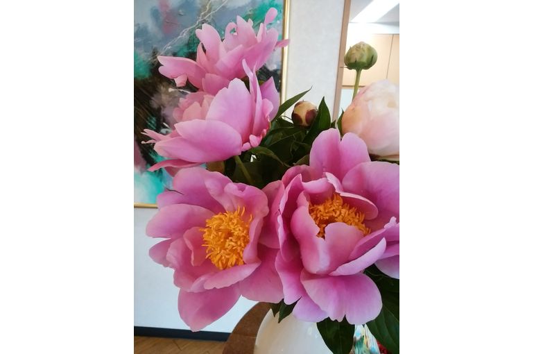 濃いピンクのシャクヤクの花