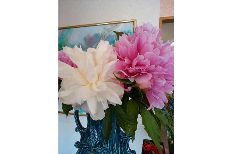 違う種類のピンクと白のシャクヤクの花