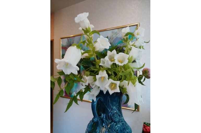 白い釣鐘草