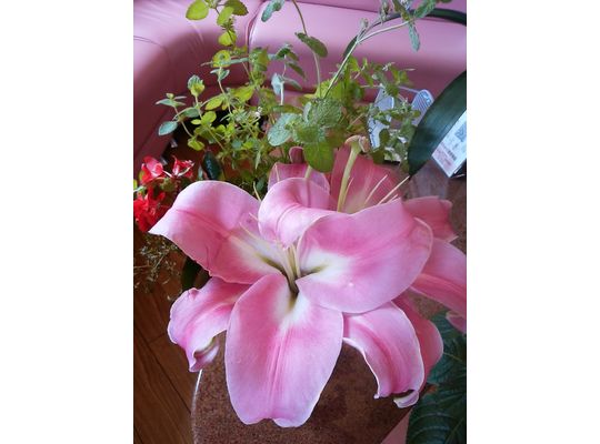 ピンク色の大きなユリの花