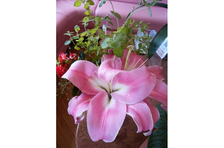 ピンク色の大きなユリの花