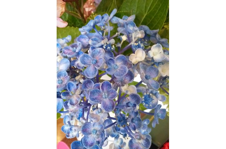 紫色と白のグラデーションのアジサイの花