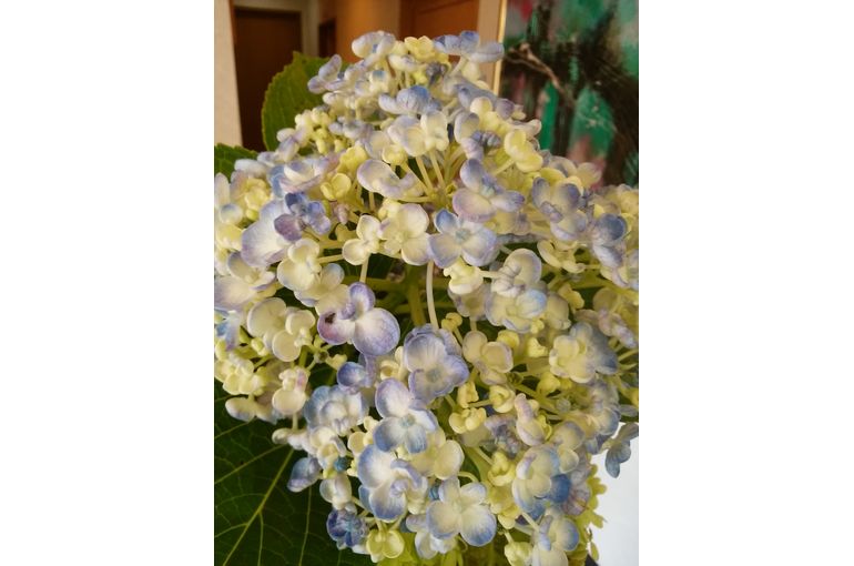 淡い青紫色とクリーム色のグラデーションのアジサイの花