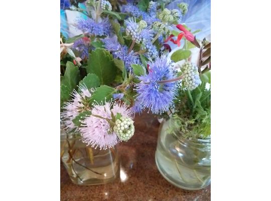 ピンクと紫色の花