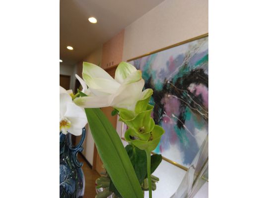 白い花