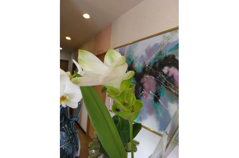 白い花