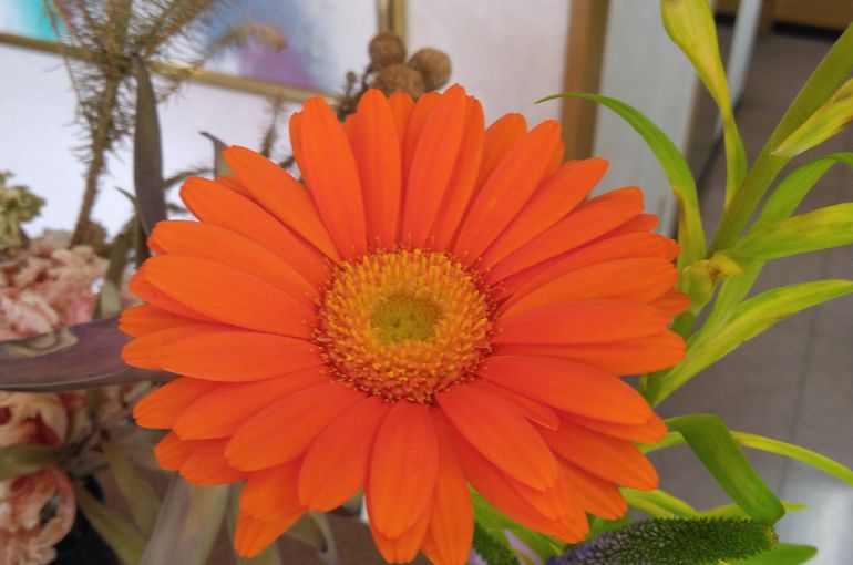 オレンジ色のガーベラの花
